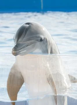 Dolphin at the surface of the water Stock Photos