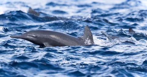 Dolphin Surfacing in Blue Ocean 写真素材