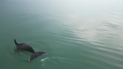A dolphin surfacing in calm seas Stock Footage 253581419