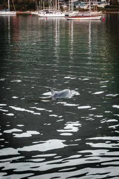 Dolphin surfacing Stock Photos