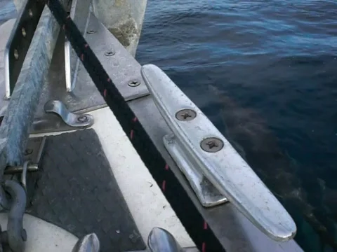 Dolphin swim 스톡 동영상 479353