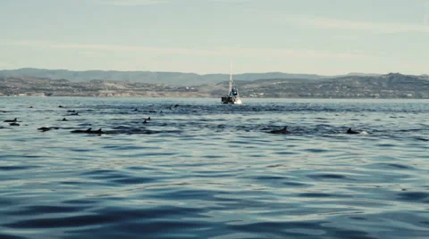 Dolphin Swim Stock Footage 34262760