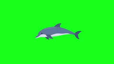 Dolphin swimming, 2D vector animation, green screen Stock Footage 339596347