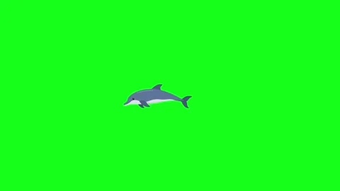 Dolphin swimming, 2D vector animation, green screen Stock Footage 339596348