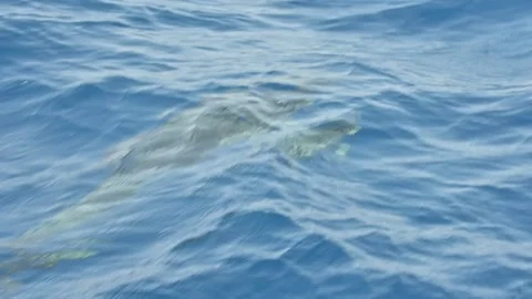 Dolphin swimming and jumping 스톡 동영상 201733064