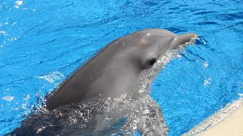 Dolphin swimming and playing in a pool in Las Vegas, United States of America Stock Footage 105802977