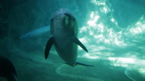 Dolphin Swimming and Talking to Camera Stock Footage 90566653