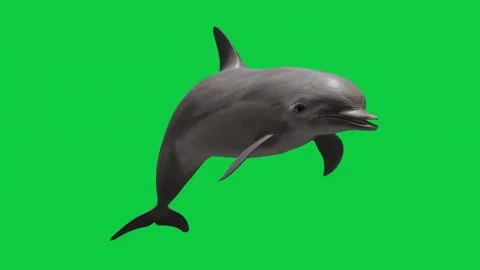 Dolphin Swimming Animation Loop Pack – 7 Camera Angles – Green Screen Stock Footage 310481287