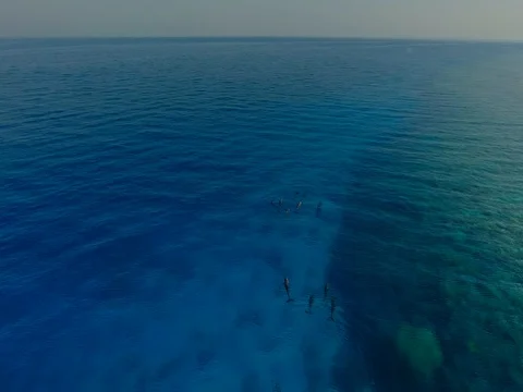 Dolphin swimming in clear water at the surface Stock Footage 77646897