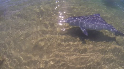 Dolphin Swimming Close Up On Surface. Cute Playful Australian Humpback Dolphin Stock Footage 115772842