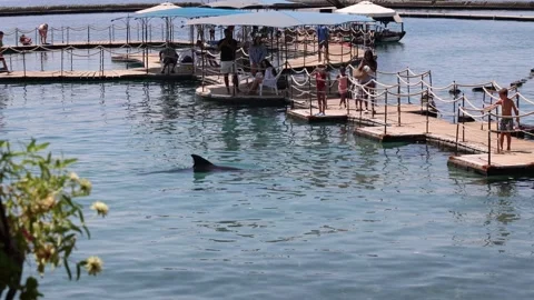Dolphin swimming in Dolphin Reef in Eilat Stock Footage 280176857
