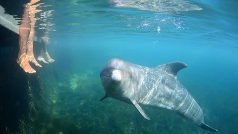 Dolphin Swimming Stock Footage 117004267