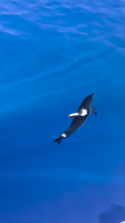 DOLPHIN SWIMMING Stock Footage 249112833