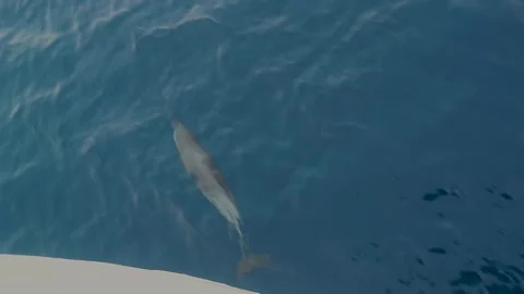 Dolphin swimming in front of ship in clear blue sea water. Stock-Footage 305531547