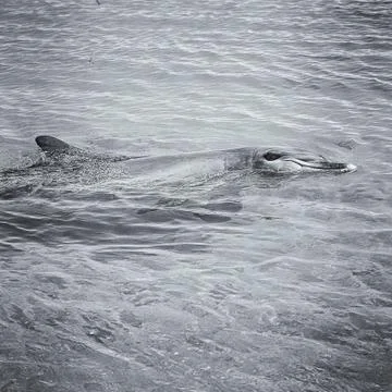 Dolphin swimming Stock Photos