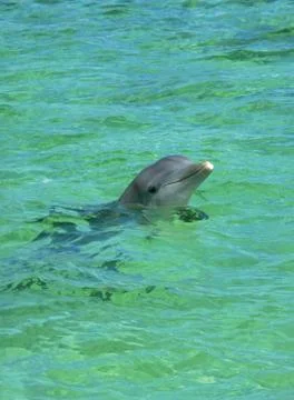 Dolphin Swimming Stock-Fotos