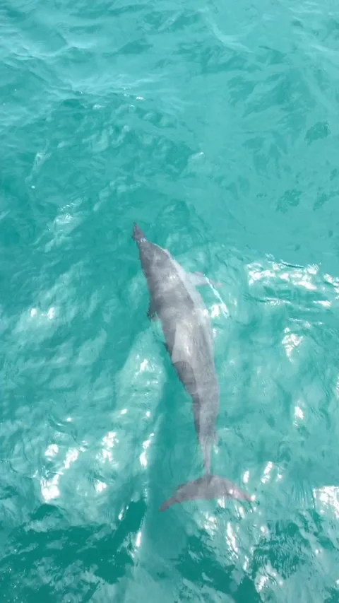 A dolphin swimming with plastic trash caught on its fin Stock Footage 282184607