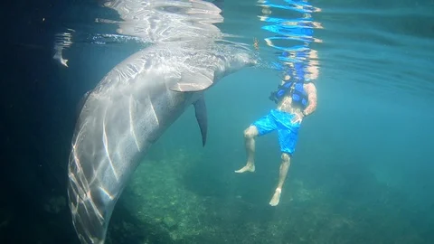 Dolphin swimming in a pool Stock Footage 117004559