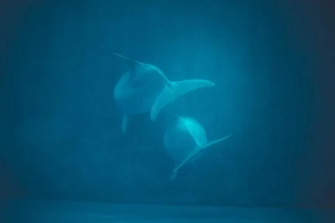 Dolphin swimming in a pool Stock Photos