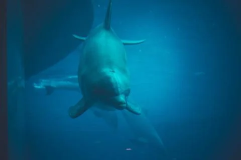 Dolphin swimming in a pool Stock Photos