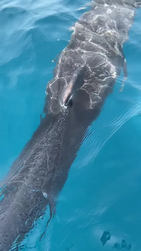 Dolphin swimming in Rangiroa lagoon Vidéo 344427789