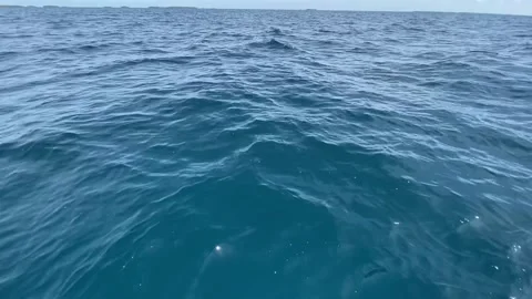 Dolphin swimming in Rangiroa lagoon Stock Footage 344427869