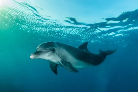 Dolphin swimming in the Red Sea Stock Photos