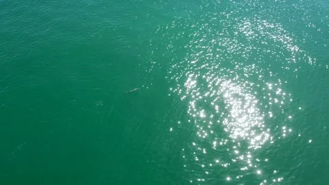 Dolphin swimming into reflection of the sun Stock Footage 161379545