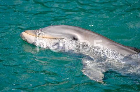 Dolphin swimming in the sea Stock Photos
