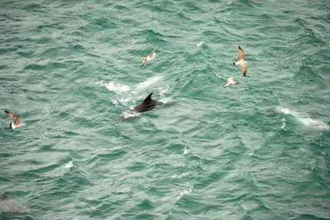 A dolphin swimming at the surface through the waves and some seagulls around Stock Photos
