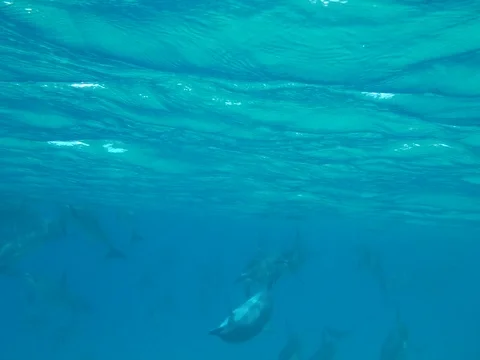 Dolphin Swimming upside down Stock Footage 80967969