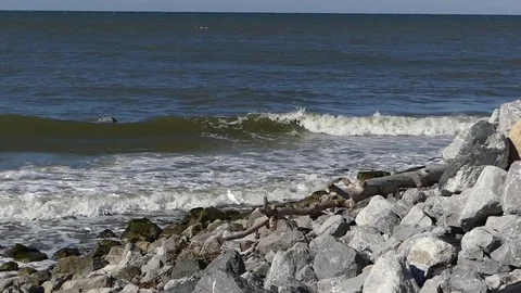 Dolphin swims after fish behind breaking wave, white heron, rocks foreground Stock Footage 70026208