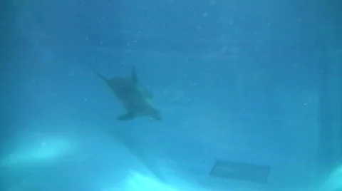 Dolphin swims and eats under blue sunny water (High Definition) Stock Footage 359296