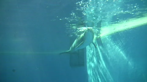 Dolphin swims and eats under blue sunny water (High Definition) Stock Footage 359303