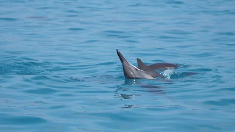 Dolphin swims and flips in the ocean in slowmo. Maldives. Stock Footage 183000458