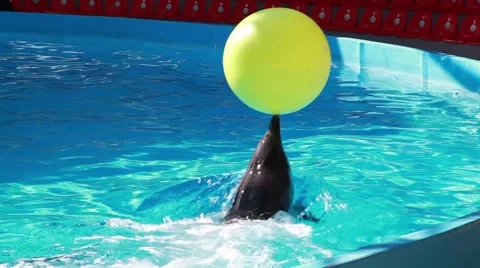 Dolphin swims with the ball in the pool Stock Footage 47075713