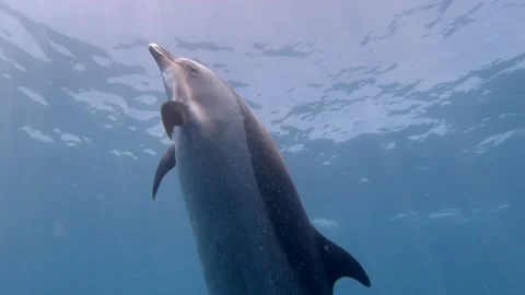 Dolphin swims extremely close up 스톡 동영상 148355085