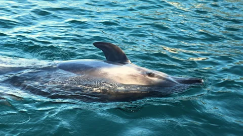 A dolphin swims on its side at the surface to get a better look at the people Stock Footage 250609664