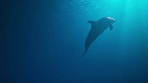Dolphin swims to the ocean surface Stock Footage 326120300