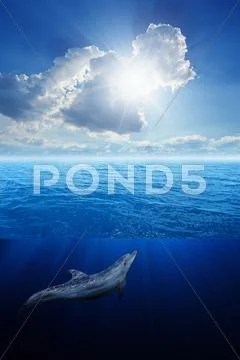 Dolphin swims Stock Photos