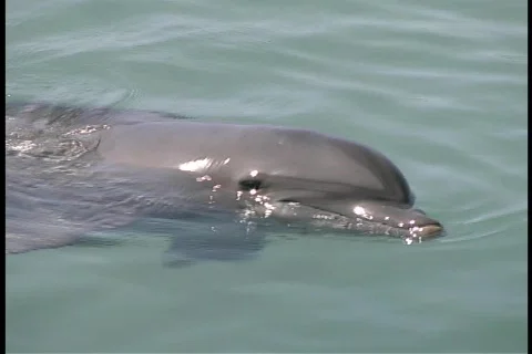 Dolphin swims toward camera Stock Footage 140334