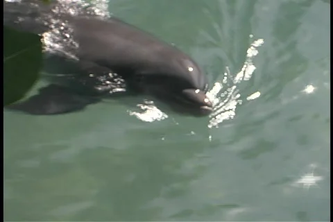 Dolphin swims toward camera Stock Footage 140341