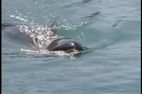 Dolphin swims toward camera Stock Footage 140342