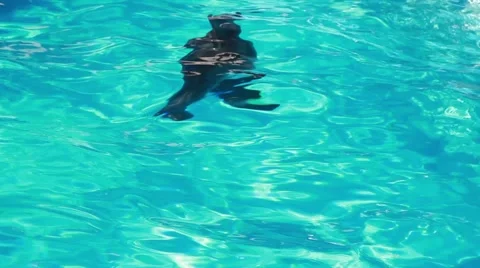 Dolphin swims under the shiny water Stock Footage 47075341