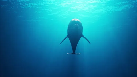 Dolphin swims underwater Stock Footage 326119723