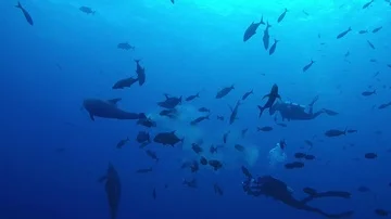 Dolphin takes a crap fish eat 2.7k 60fps Stock Footage 85772773