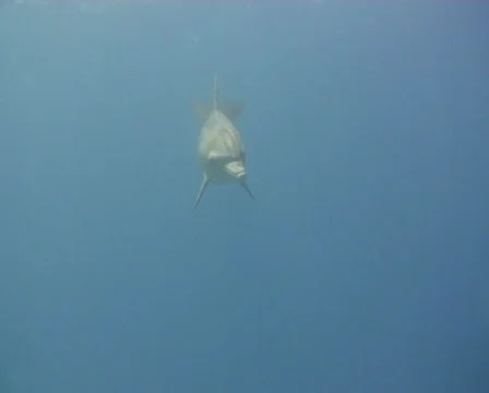 Dolphin talk with scubadiver Stock Footage 608244