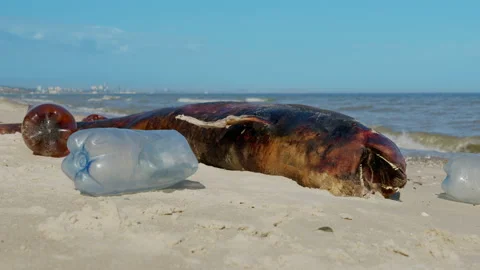 Dolphin thrown out by the waves lies on the beach is surrounded by plastic Stock Footage 138896738