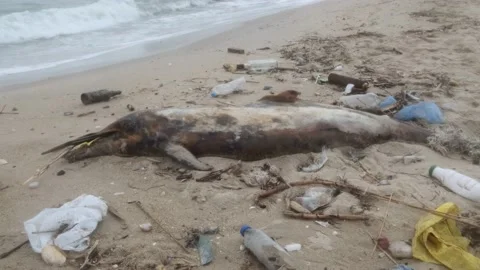 Dolphin thrown out by the waves lies on the beach is surrounded by plastic ga Stock Footage 156404334