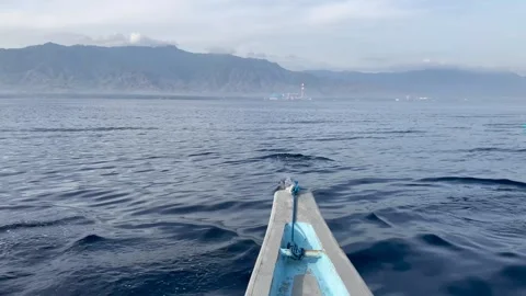 Dolphin Tours Stock Footage 290291667